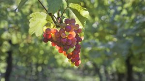 Preview wallpaper grapes, branch, plant