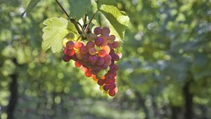 Preview wallpaper grapes, branch, plant