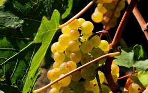 Preview wallpaper grapes, branch, sweet, leaves