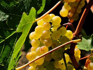 Preview wallpaper grapes, branch, sweet, leaves