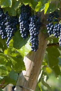 Preview wallpaper grapes, brush, leaves, fruits