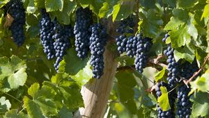 Preview wallpaper grapes, brush, leaves, fruits