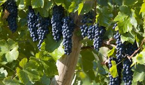 Preview wallpaper grapes, brush, leaves, fruits