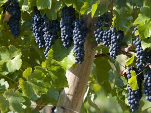 Preview wallpaper grapes, brush, leaves, fruits