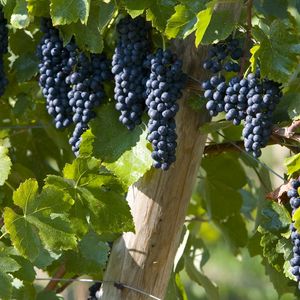 Preview wallpaper grapes, brush, leaves, fruits