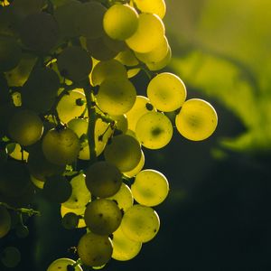 Preview wallpaper grapes, bunch, berries, green
