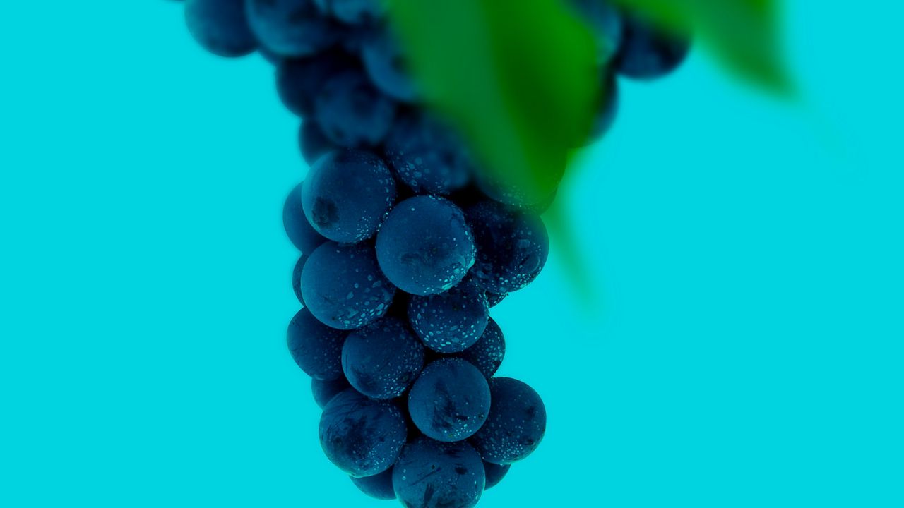 Wallpaper grapes, bunch, berries, macro, wet