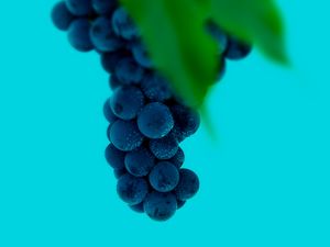 Preview wallpaper grapes, bunch, berries, macro, wet