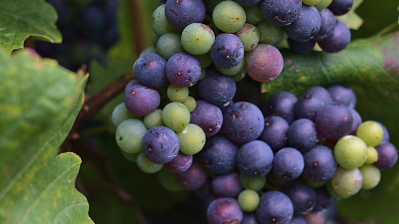 Wallpaper grapes, bunch, berries, blue, green