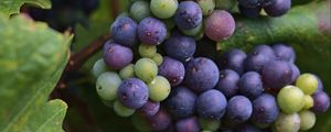 Preview wallpaper grapes, bunch, berries, blue, green