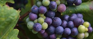 Preview wallpaper grapes, bunch, berries, blue, green