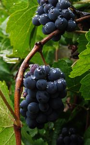 Preview wallpaper grapes, bunch, berries, drops, macro