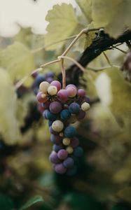 Preview wallpaper grapes, bunch, berries, branch, macro