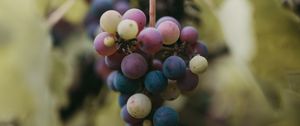 Preview wallpaper grapes, bunch, berries, branch, macro