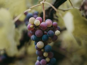 Preview wallpaper grapes, bunch, berries, branch, macro