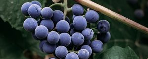 Preview wallpaper grapes, bunch, berries, macro