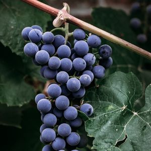 Preview wallpaper grapes, bunch, berries, macro