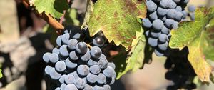 Preview wallpaper grapes, bunch, berries, leaves, branches, macro