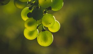 Preview wallpaper grapes, bunch, green, blur, glare
