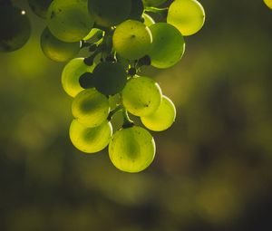 Preview wallpaper grapes, bunch, green, blur, glare