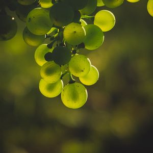 Preview wallpaper grapes, bunch, green, blur, glare