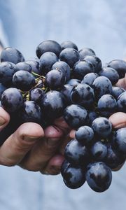 Preview wallpaper grapes, bunch, ripe, hands