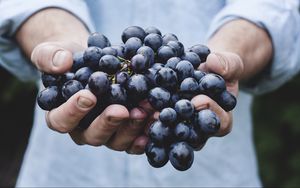 Preview wallpaper grapes, bunch, ripe, hands