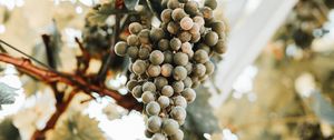 Preview wallpaper grapes, bunch, ripe, vine, leaves