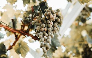Preview wallpaper grapes, bunch, ripe, vine, leaves