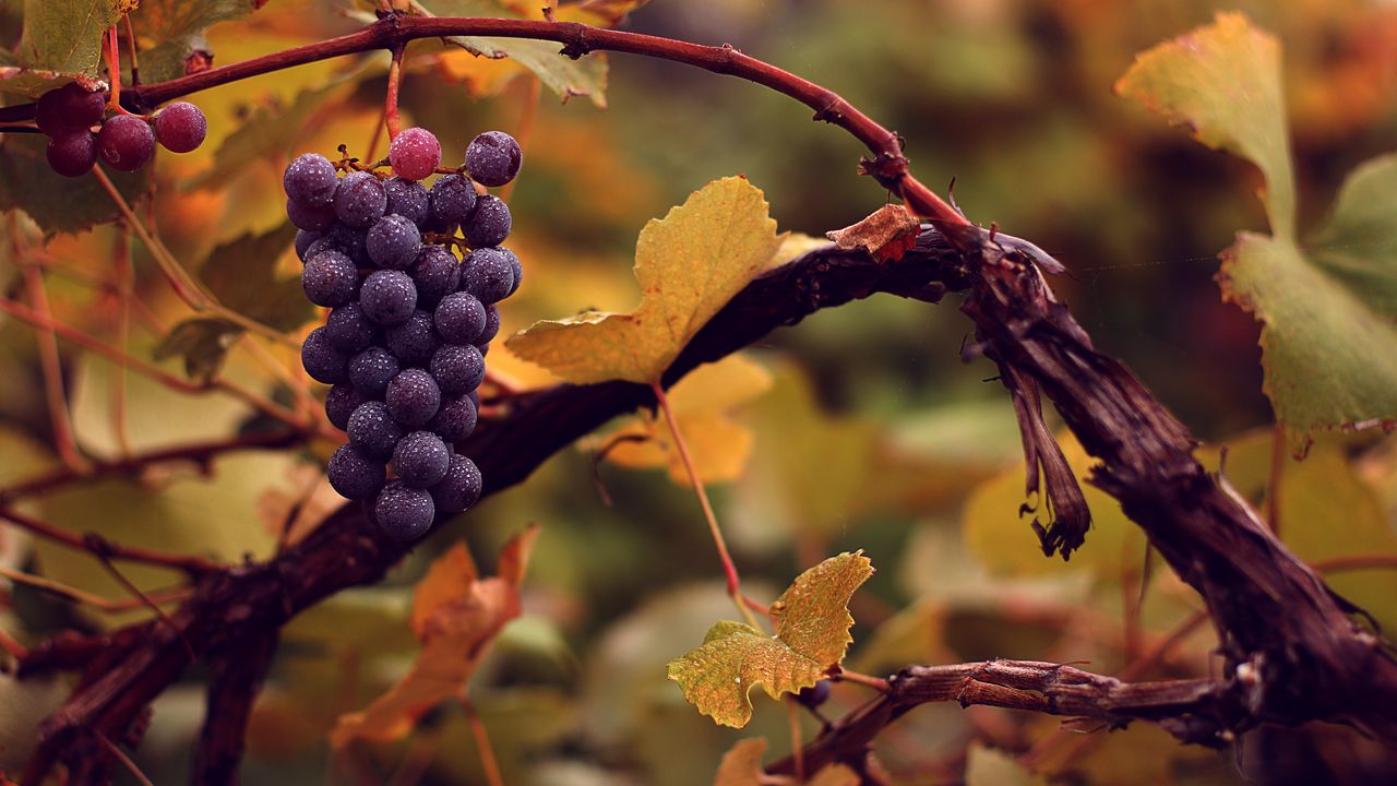 Wallpaper grapes, bunch, wet, autumn