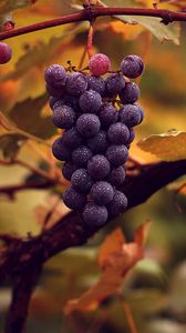 Grapes iphone 8/7/6s/6 for parallax wallpapers hd, desktop backgrounds  938x1668, images and pictures