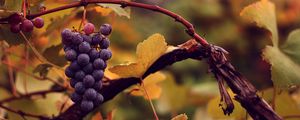Preview wallpaper grapes, bunch, wet, autumn