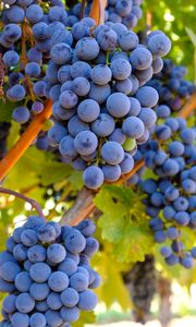 Preview wallpaper grapes, bunches, branches, leaves, macro