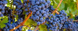 Preview wallpaper grapes, bunches, branches, leaves, macro