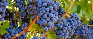 Preview wallpaper grapes, bunches, branches, leaves, macro