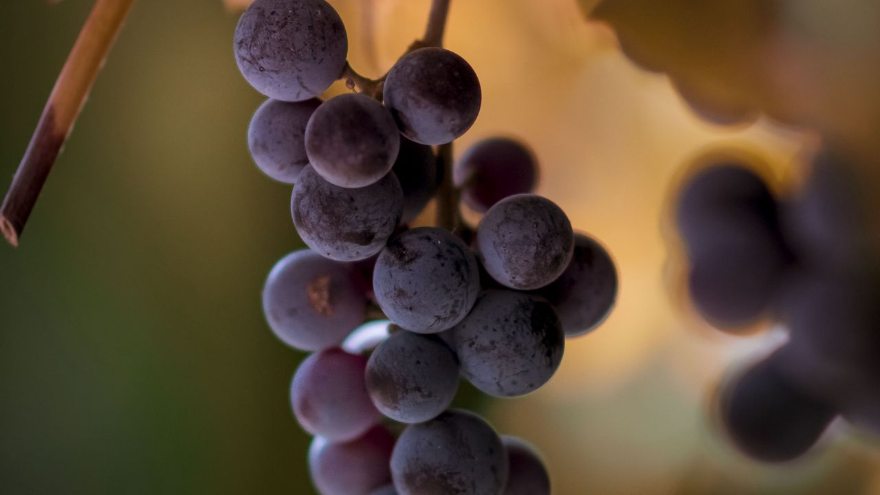 Wallpaper grapes, bunches, fruits, blur, macro