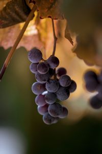 Preview wallpaper grapes, bunches, fruits, blur, macro