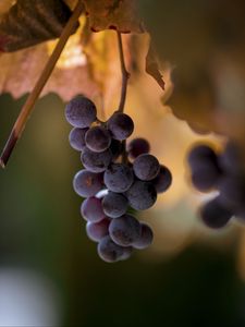 Preview wallpaper grapes, bunches, fruits, blur, macro