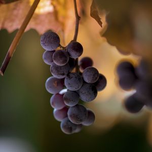 Preview wallpaper grapes, bunches, fruits, blur, macro