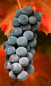 Preview wallpaper grapes, cluster, black, leaves