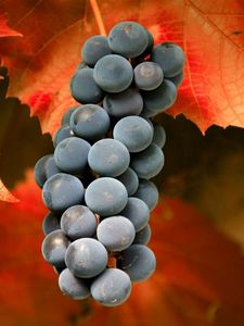 Preview wallpaper grapes, cluster, black, leaves