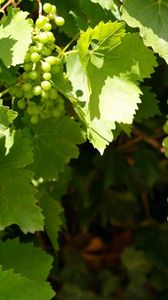 Preview wallpaper grapes, clusters, leaves, green, summer