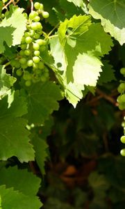 Preview wallpaper grapes, clusters, leaves, green, summer