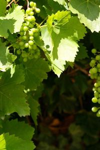 Preview wallpaper grapes, clusters, leaves, green, summer