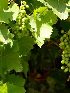 Preview wallpaper grapes, clusters, leaves, green, summer