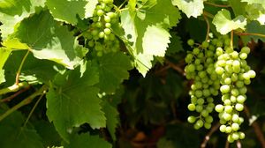 Preview wallpaper grapes, clusters, leaves, green, summer