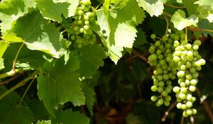 Preview wallpaper grapes, clusters, leaves, green, summer