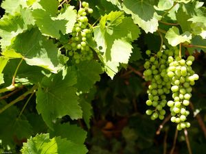 Preview wallpaper grapes, clusters, leaves, green, summer