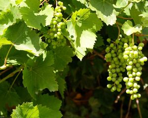 Preview wallpaper grapes, clusters, leaves, green, summer