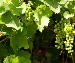 Preview wallpaper grapes, clusters, leaves, green, summer